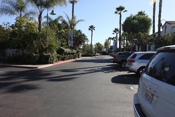 Anabella-Tangerine 52